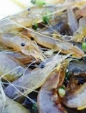 秀丽白虾