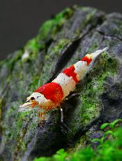 水晶虾