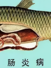 肠炎病
