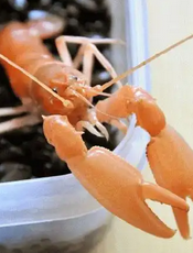黄金巨手虾