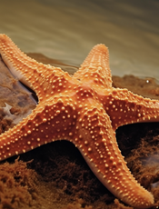 海星